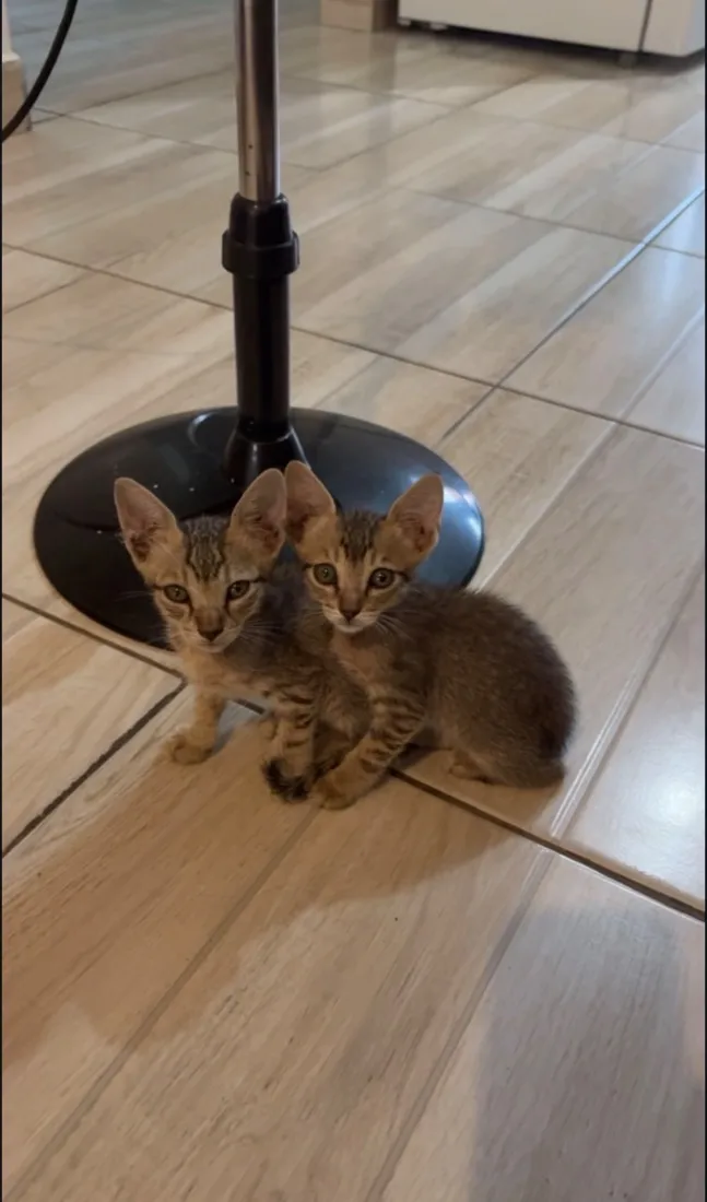 Gato raça SRD-ViraLata idade 2 a 6 meses nome Gatinho 