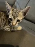 Gatinho 