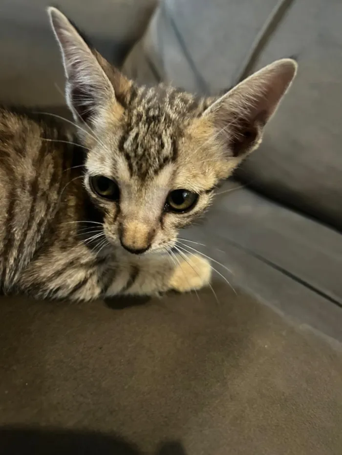 Gato raça SRD-ViraLata idade 2 a 6 meses nome Gatinho 