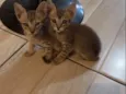 Gatinho 