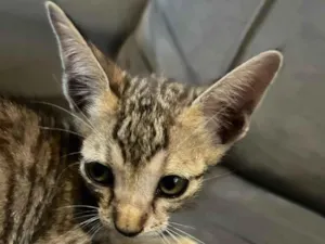 Gato raça SRD-ViraLata idade 2 a 6 meses nome Gatinho 