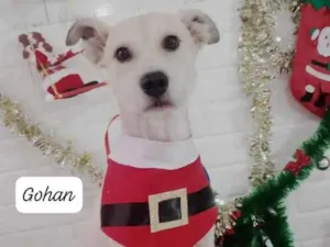 Cachorro raça SRD-ViraLata idade 4 anos nome Gohan 