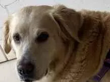 Cachorro raça Labrador idade 1 ano nome Pandora 