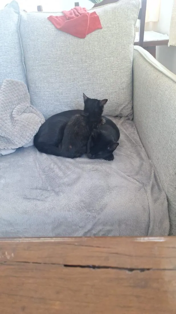 Gato raça SRD-ViraLata idade 2 a 6 meses nome nico e nora