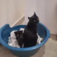 nico e nora