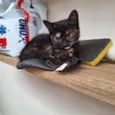 nico e nora