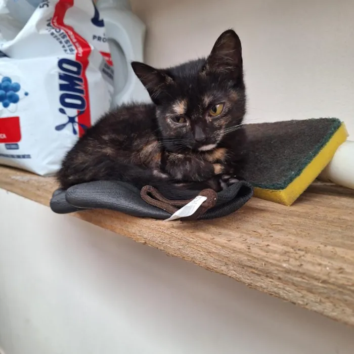 Gato raça SRD-ViraLata idade 2 a 6 meses nome nico e nora
