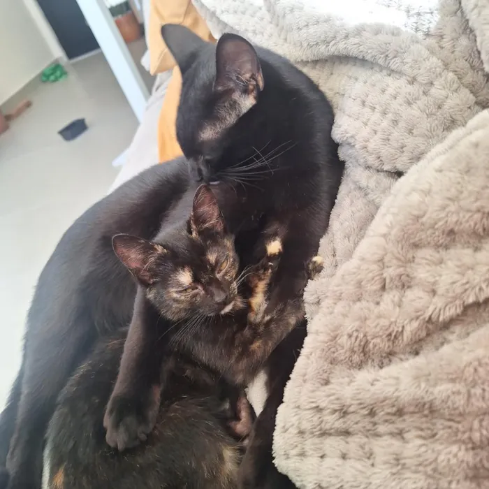Gato raça SRD-ViraLata idade 2 a 6 meses nome nico e nora