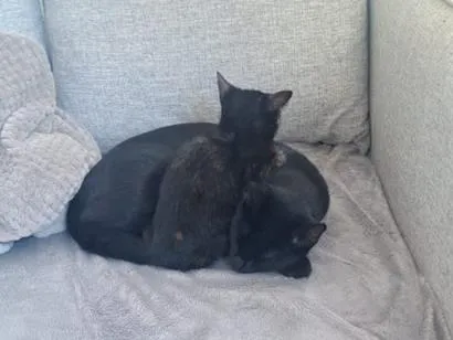 Gato raça SRD-ViraLata idade 2 a 6 meses nome nico e nora