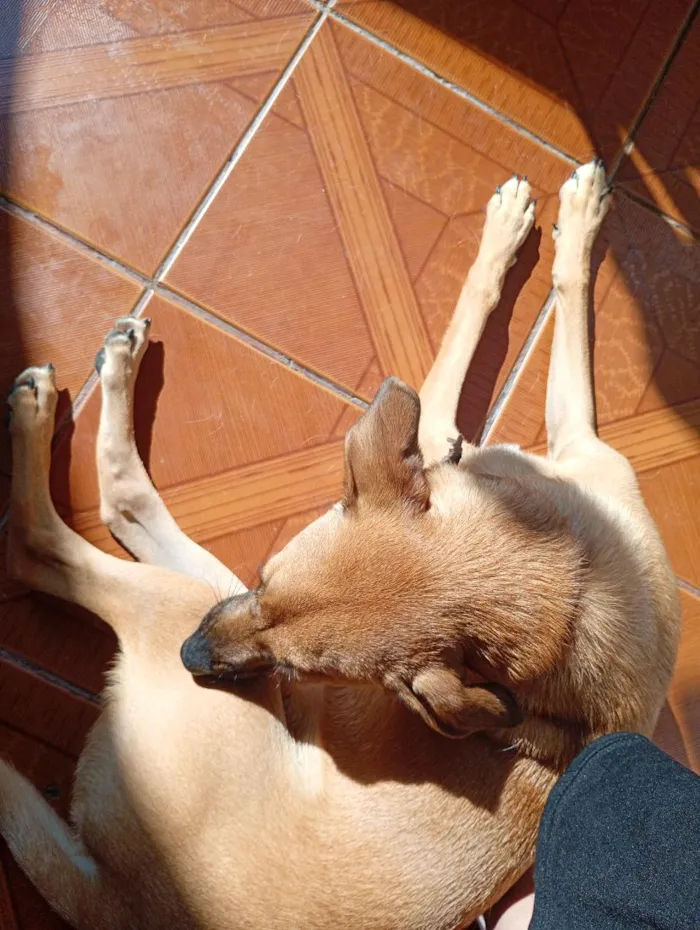 Cachorro raça SRD-ViraLata idade 1 ano nome simba