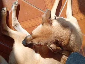 Cachorro raça SRD-ViraLata idade 1 ano nome simba