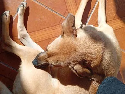Cachorro raça SRD-ViraLata idade 1 ano nome simba