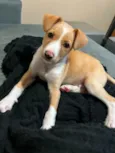 Sammy 