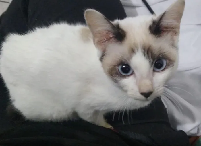 Gato raça SRD-ViraLata idade 7 a 11 meses nome Cristal