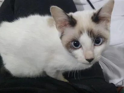 Gato raça SRD-ViraLata idade 7 a 11 meses nome Cristal