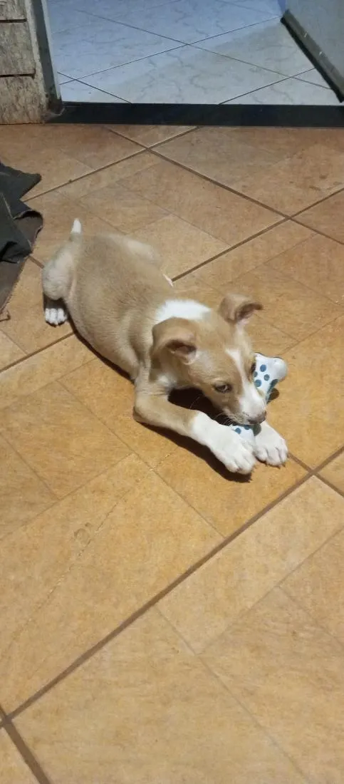 Cachorro raça SRD-ViraLata idade 2 a 6 meses nome Sammy 