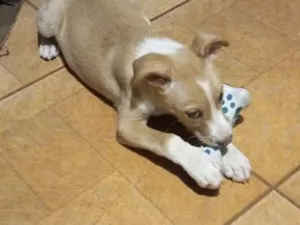 Cachorro raça SRD-ViraLata idade 2 a 6 meses nome Sammy 