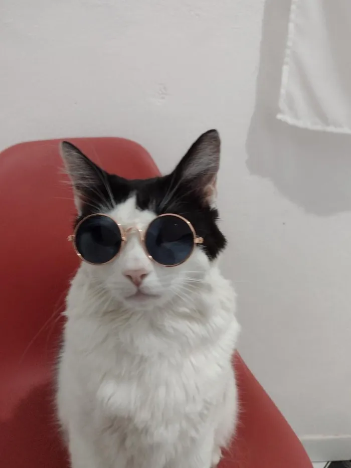 Gato raça SRD-ViraLata idade 7 a 11 meses nome Dico Jr