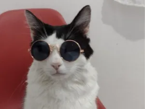 Gato raça SRD-ViraLata idade 7 a 11 meses nome Dico Jr