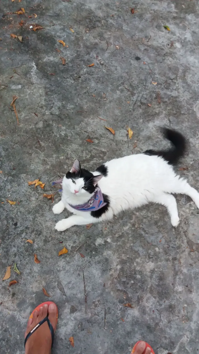 Gato raça SRD-ViraLata idade 7 a 11 meses nome Dico Jr