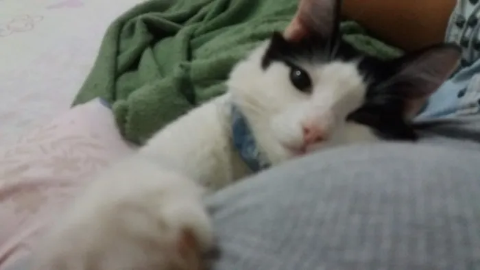 Gato raça SRD-ViraLata idade 7 a 11 meses nome Dico Jr