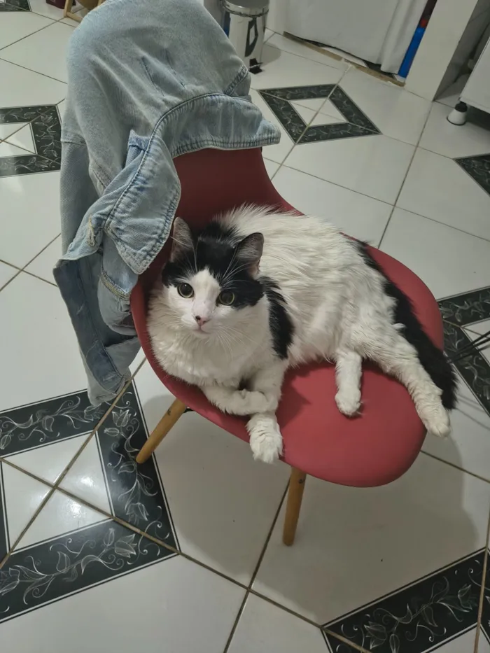 Gato raça SRD-ViraLata idade 7 a 11 meses nome Dico Jr