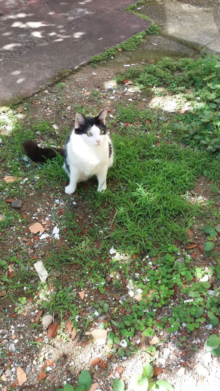Gato raça SRD-ViraLata idade 7 a 11 meses nome Dico Jr