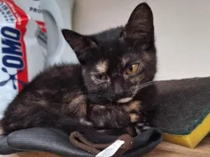 Gato raça SRD-ViraLata idade 2 a 6 meses nome nico e nora