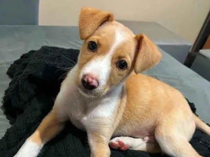 Cachorro raça SRD-ViraLata idade 2 a 6 meses nome Sammy 