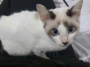 Gato raça SRD-ViraLata idade 7 a 11 meses nome Cristal