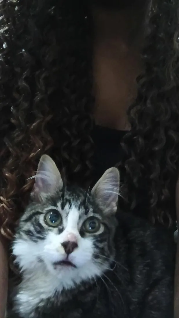 Gato raça SRD-ViraLata idade 7 a 11 meses nome theo