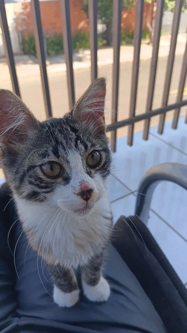 Gato raça SRD-ViraLata idade 7 a 11 meses nome theo