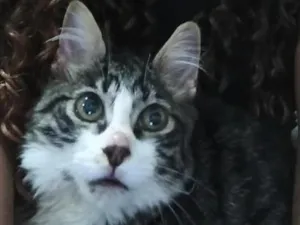 Gato raça SRD-ViraLata idade 7 a 11 meses nome theo