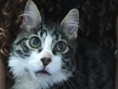 Gato raça SRD-ViraLata idade 7 a 11 meses nome theo