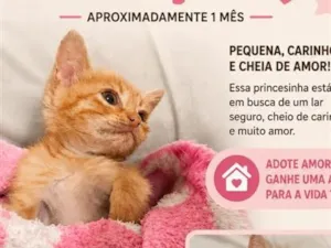 Gato raça SRD-ViraLata idade Abaixo de 2 meses nome Gatinha 