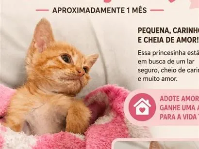 Gato raça SRD-ViraLata idade Abaixo de 2 meses nome Gatinha 