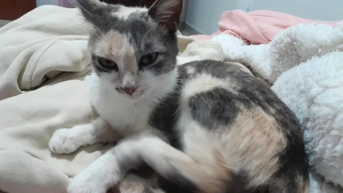 Gato raça SRD-ViraLata idade 2 a 6 meses nome Gigi