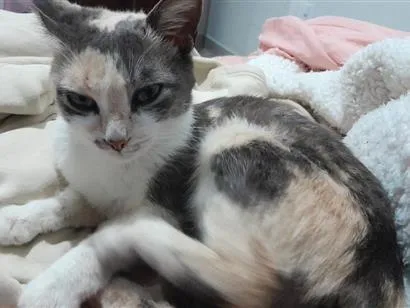Gato raça SRD-ViraLata idade 2 a 6 meses nome Gigi