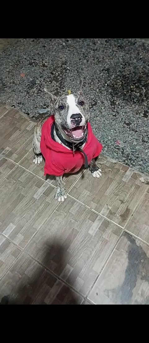 Cachorro raça Pit-Bull idade 1 ano nome Rajado