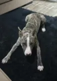 Rajado