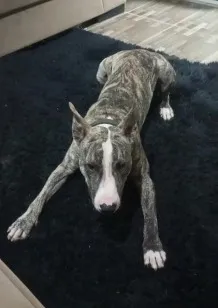 Cachorro raça Pit-Bull idade 1 ano nome Rajado