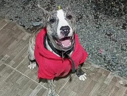 Cachorro raça Pit-Bull idade 1 ano nome Rajado