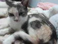 Gigi