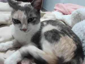 Gato raça SRD-ViraLata idade 2 a 6 meses nome Gigi