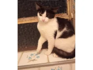 Gato raça SRD-ViraLata idade 2 a 6 meses nome frajolinha 