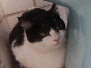 Gato raça SRD-ViraLata idade 2 a 6 meses nome frajola  gata