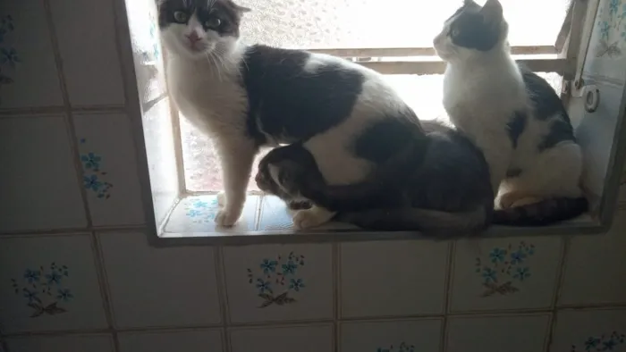 Gato raça SRD-ViraLata idade 2 a 6 meses nome frajola  gata