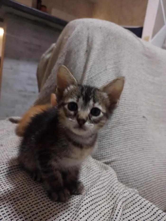 Gato raça SRD-ViraLata idade 2 a 6 meses nome Manteiga,a minipimpa e fero 