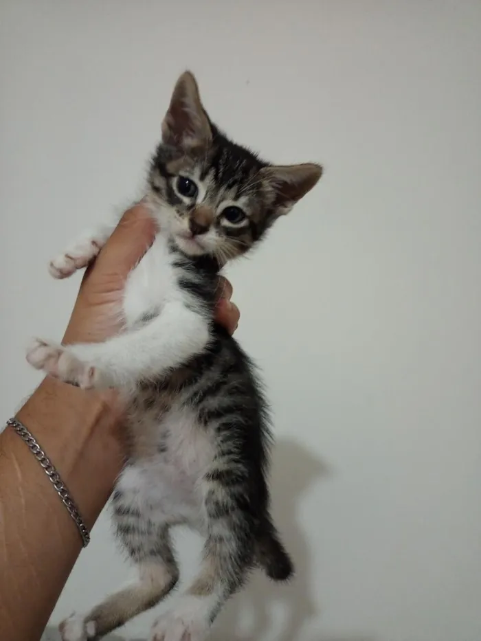 Gato raça SRD-ViraLata idade 2 a 6 meses nome Manteiga,a minipimpa e fero 