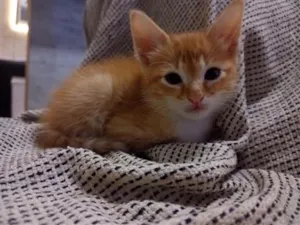 Gato raça SRD-ViraLata idade 2 a 6 meses nome Manteiga,a minipimpa e fero 